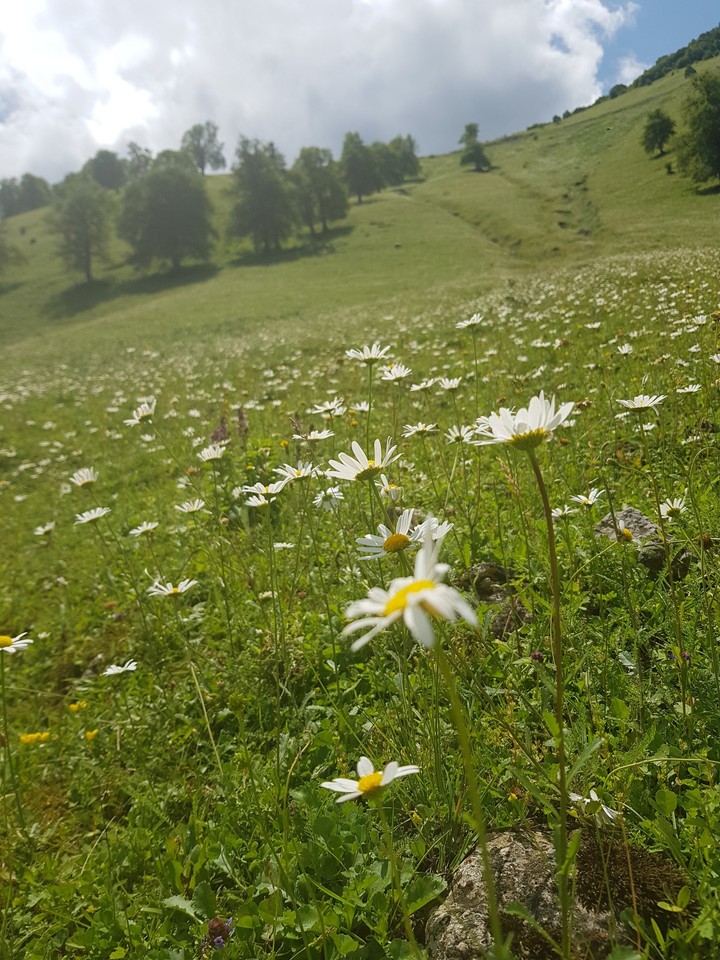 chamomiles