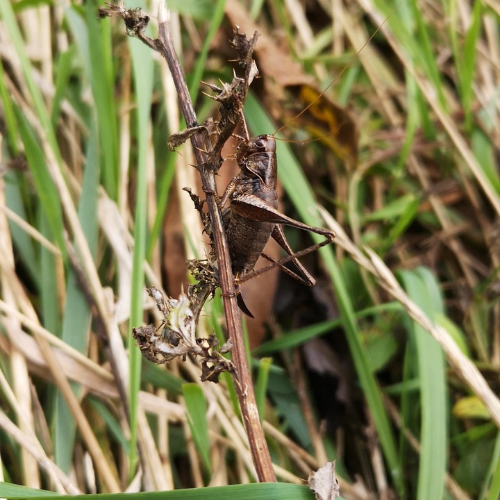 Brauner Grashüpfer