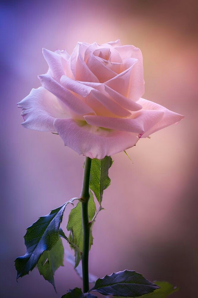 rose
