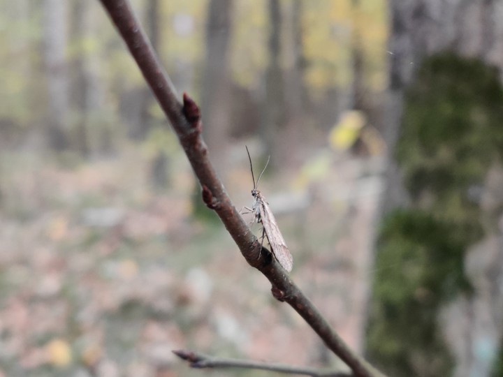 Inscect in the nature