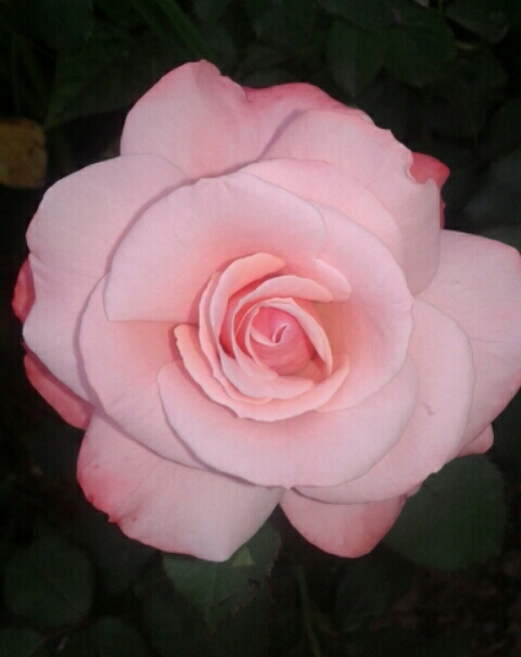 clicked from park...