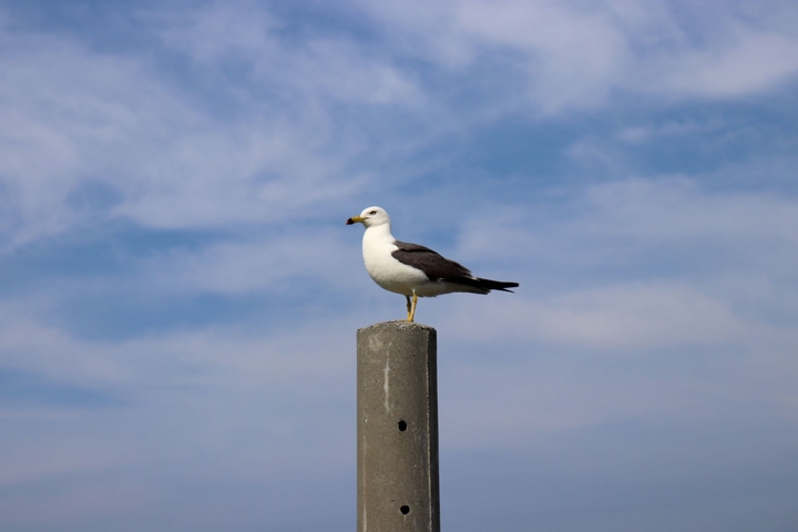 Sea