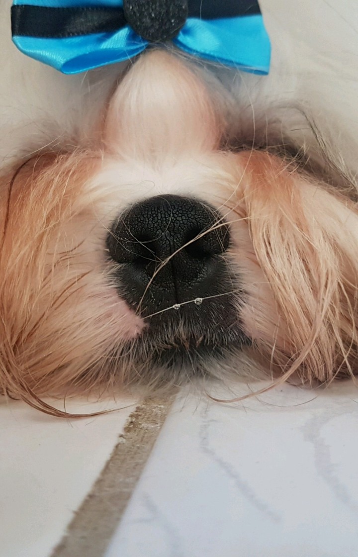 dog nose