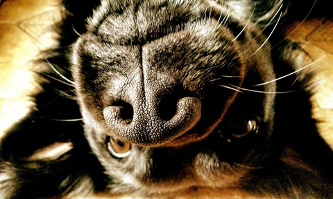 closeup, whiskers wallpapers