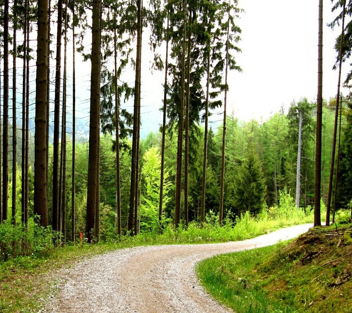 Green path..