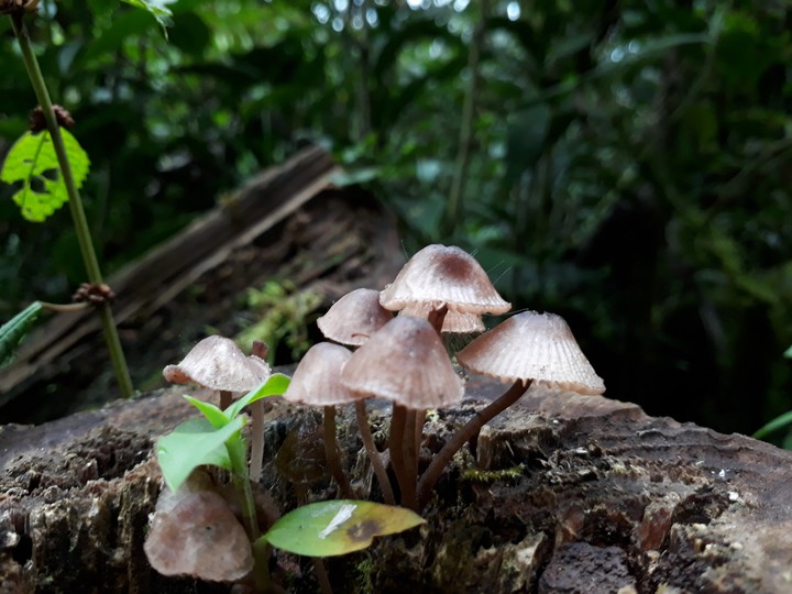 hongos