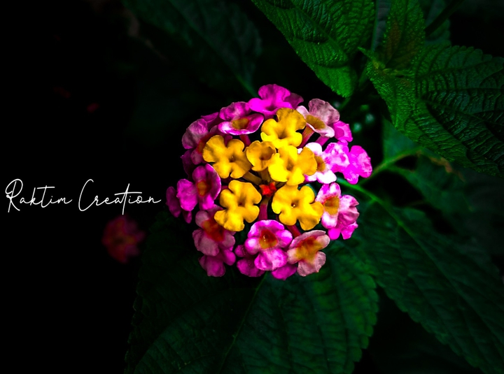 beautiful flower