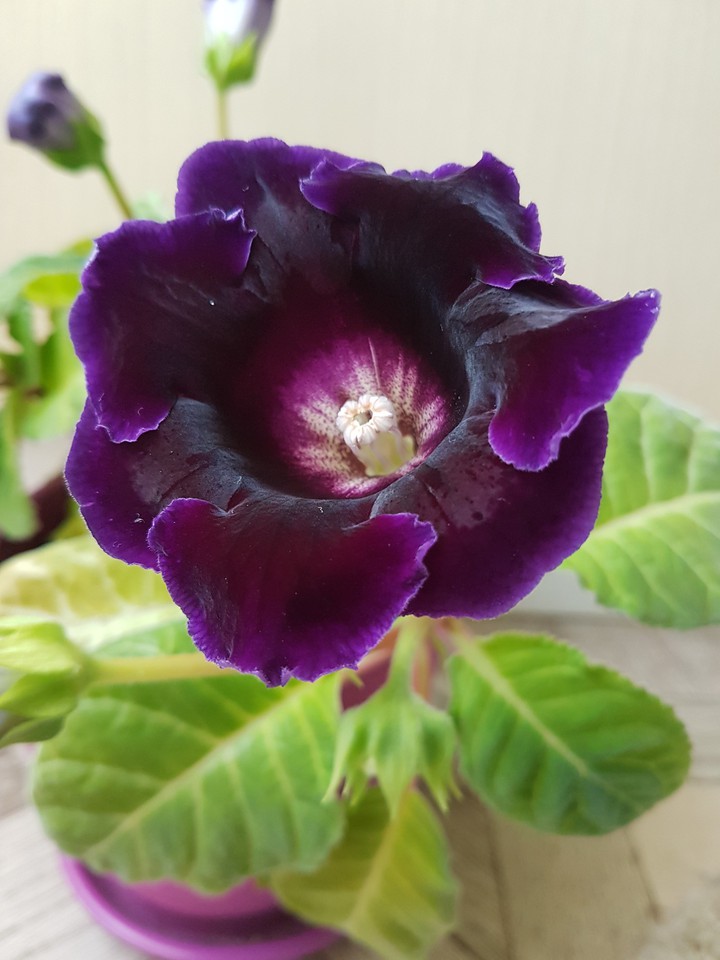 Flower.....