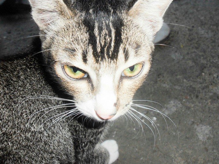 cat