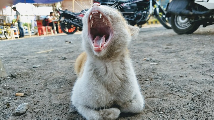 Cat yawning