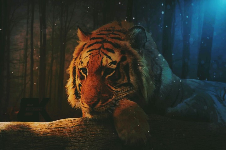 Tiger sleeping