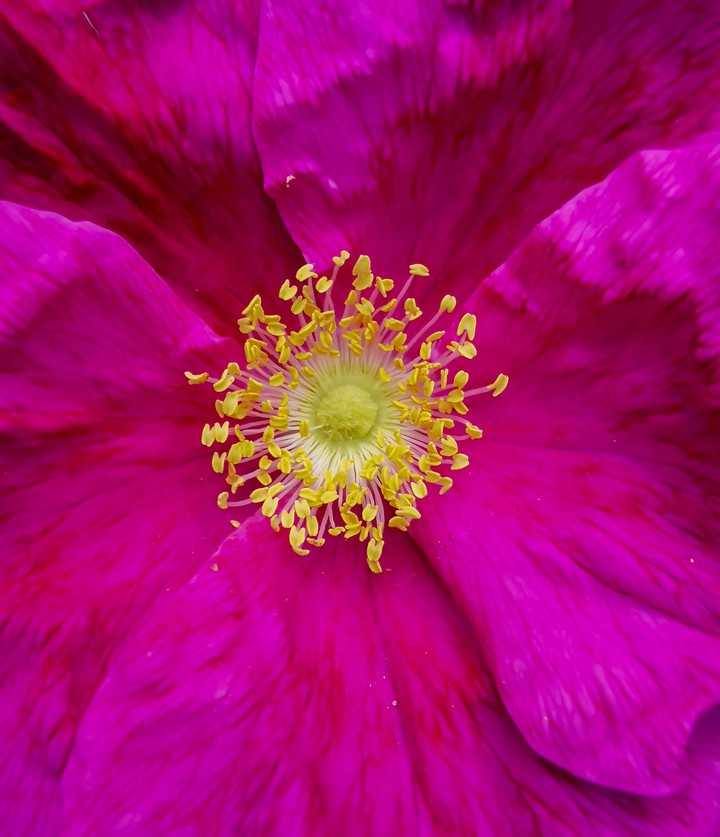 Flover
