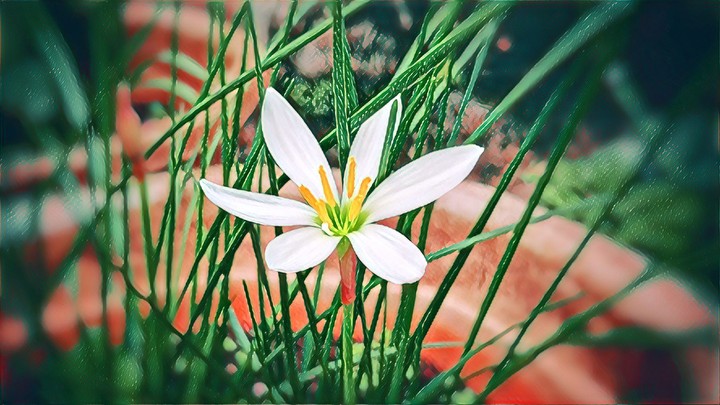 rain lilly