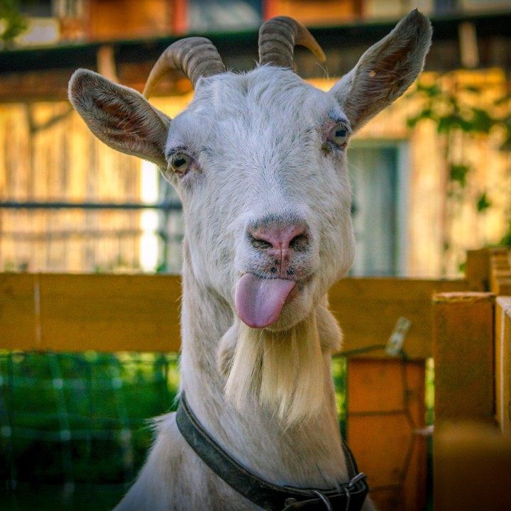 Mlem