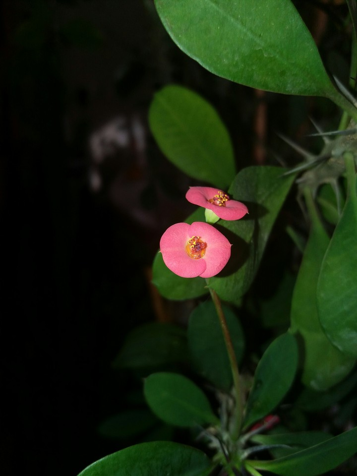 flower