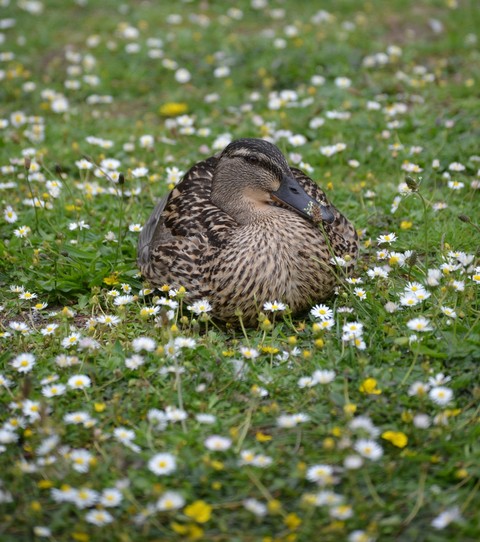 Duck
