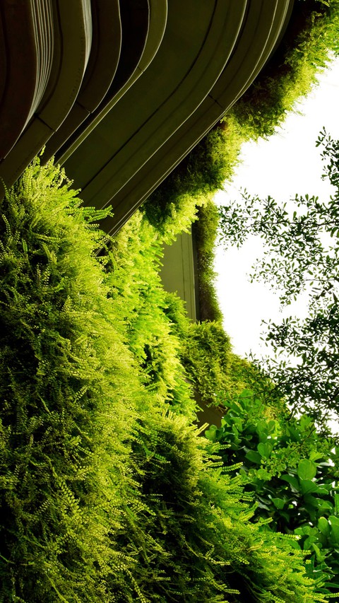 sfondi botany, nature