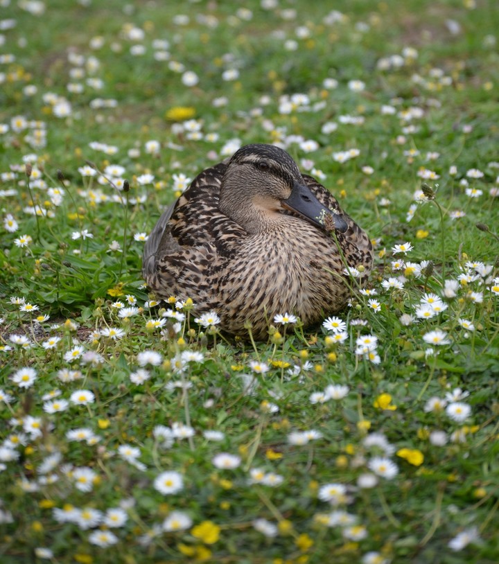 Duck