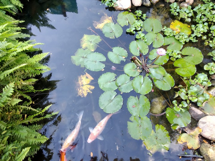 lago