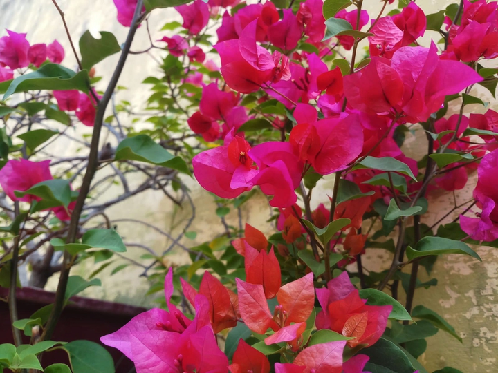 flowers
