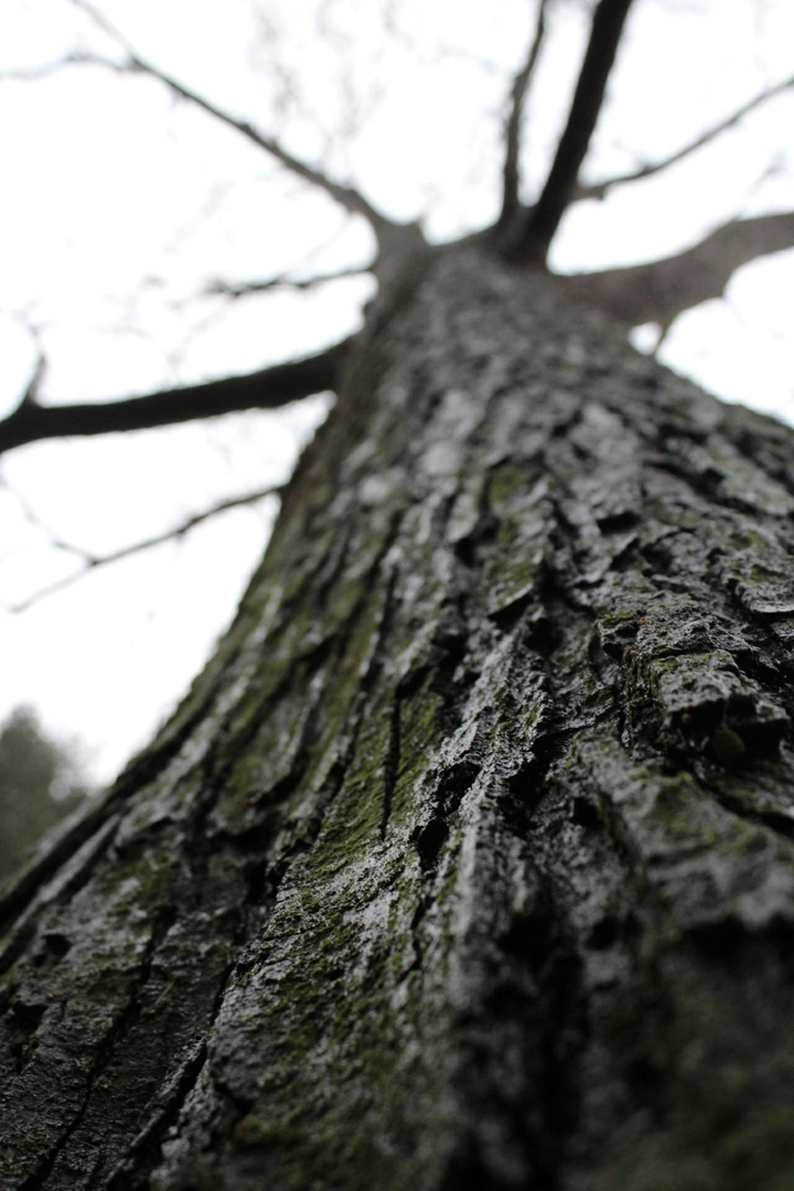 winter tree