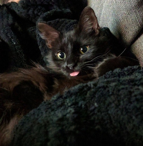 cat