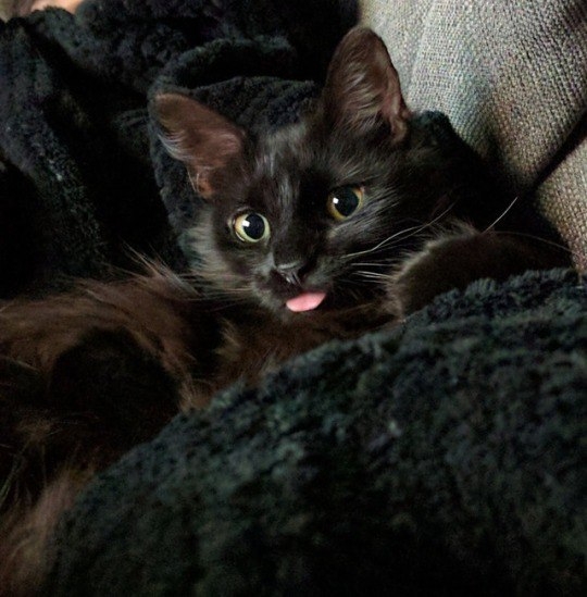 cat
