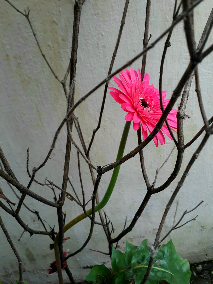 my garden beutee
