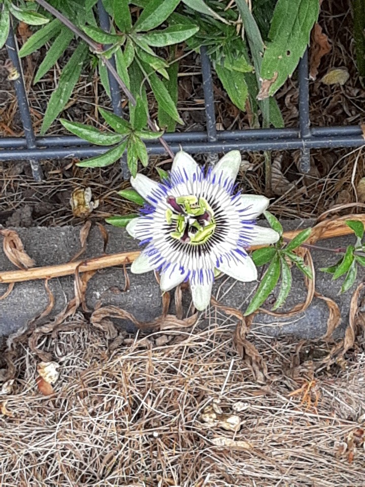 Blumen