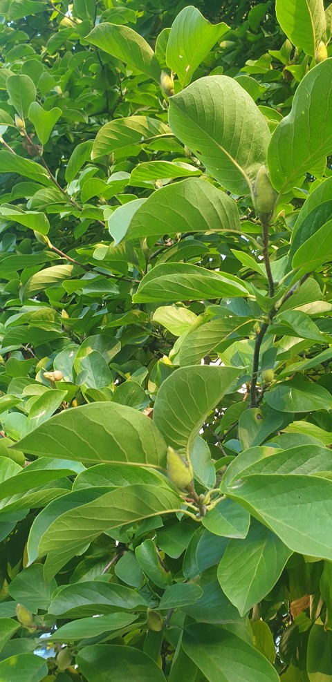 обои phyllanthaceae, leaf
