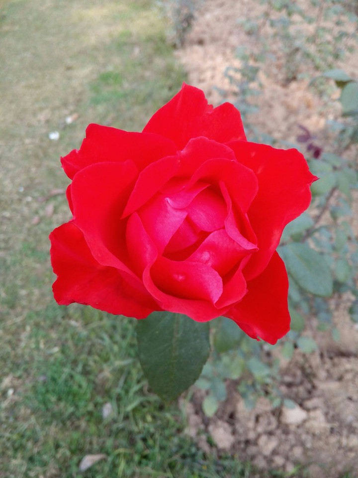 Rose in mud
