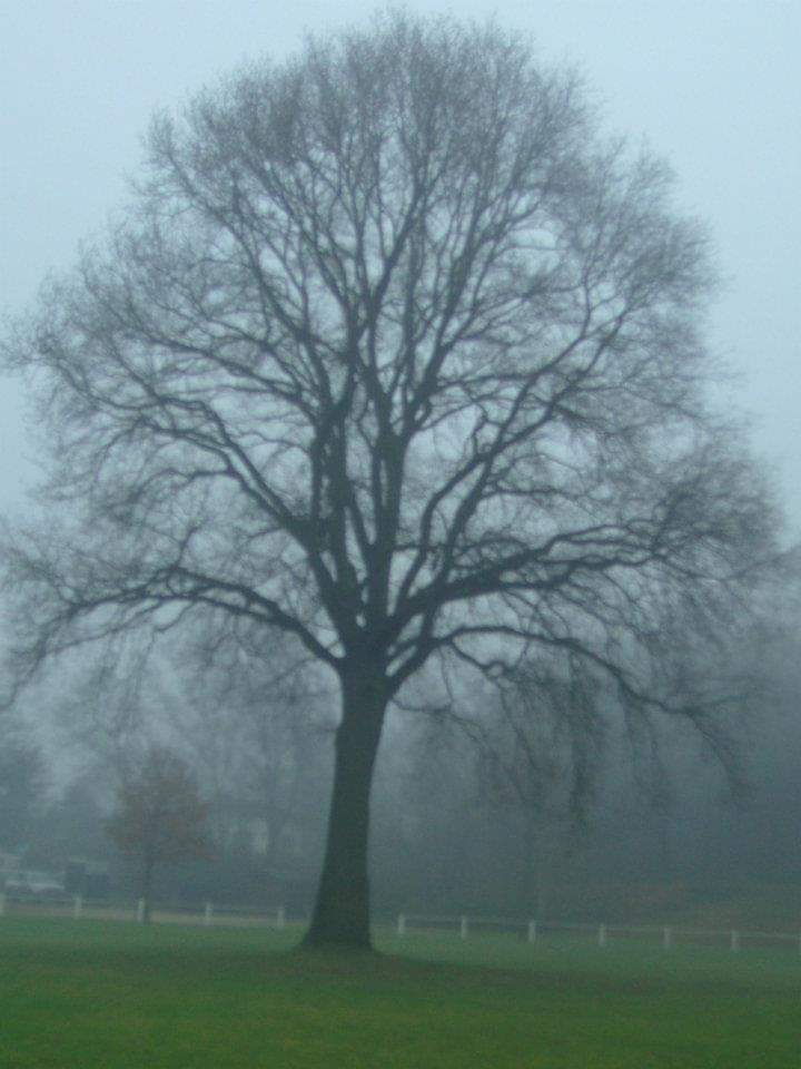 Foggy