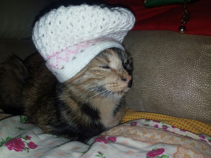 киса