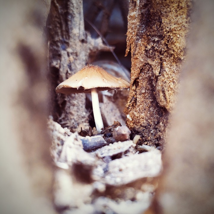 mobile photography
