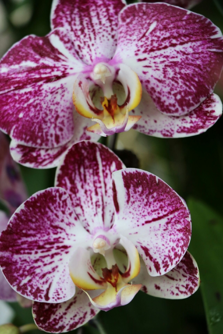 orchids