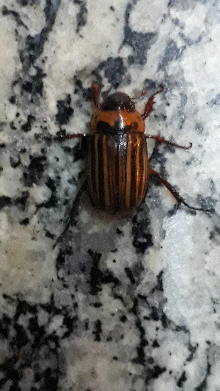 beetle