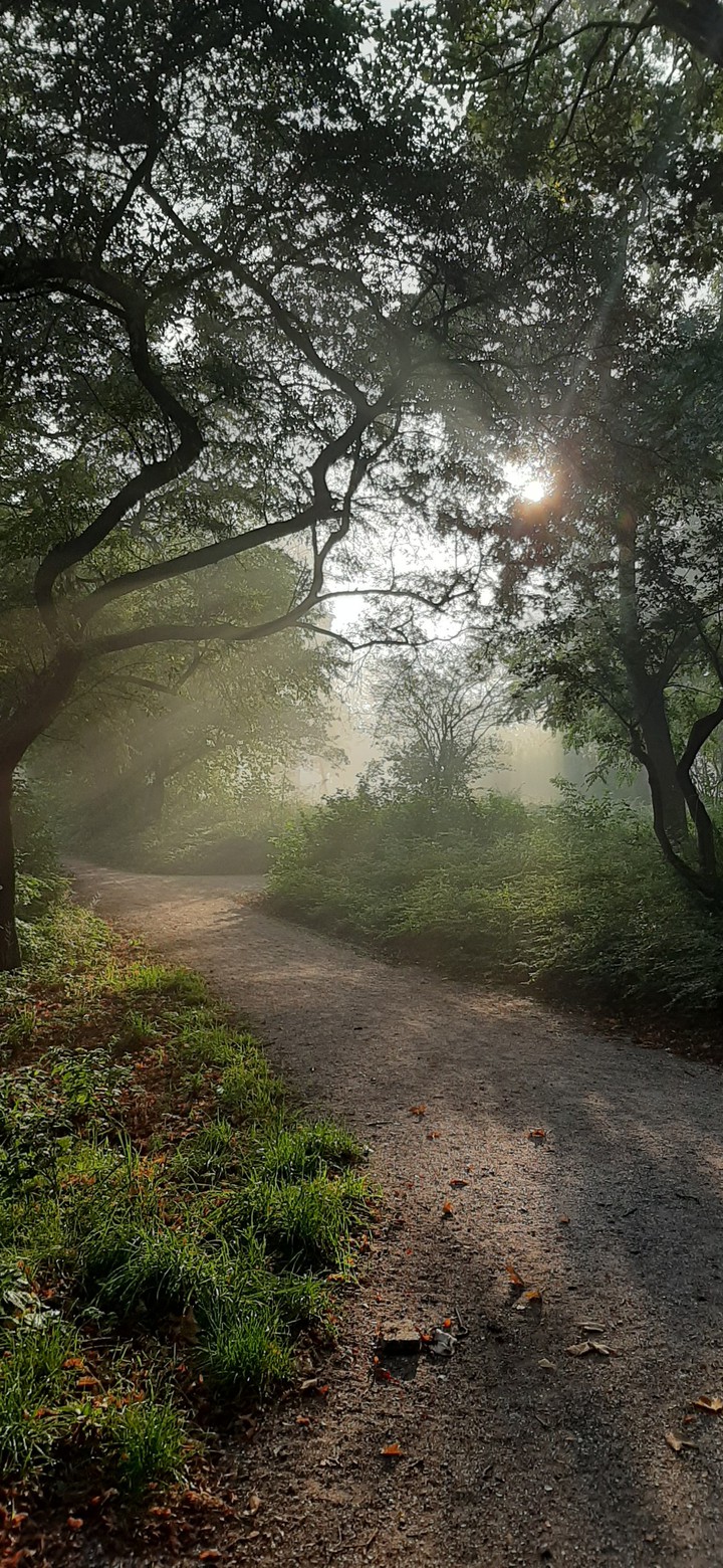 love sunbeams