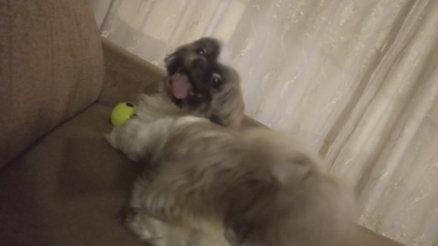 Dog