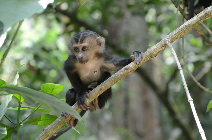 tha amazing monkey