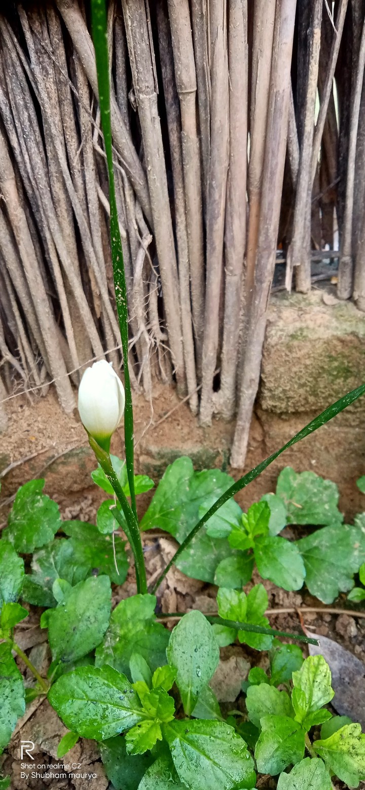 lilyflower