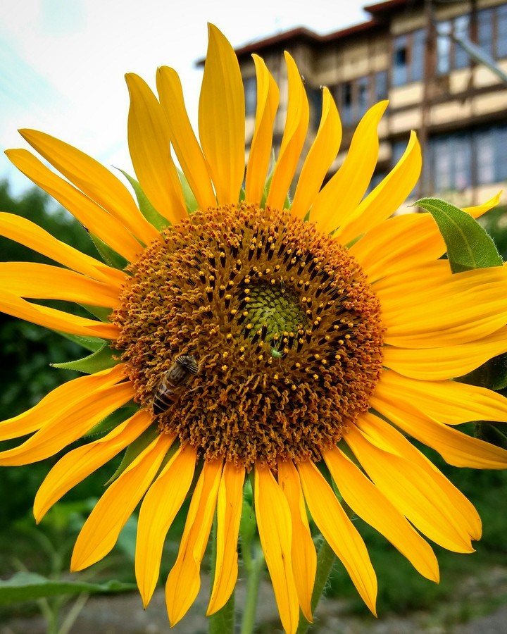 Smiling  Flower