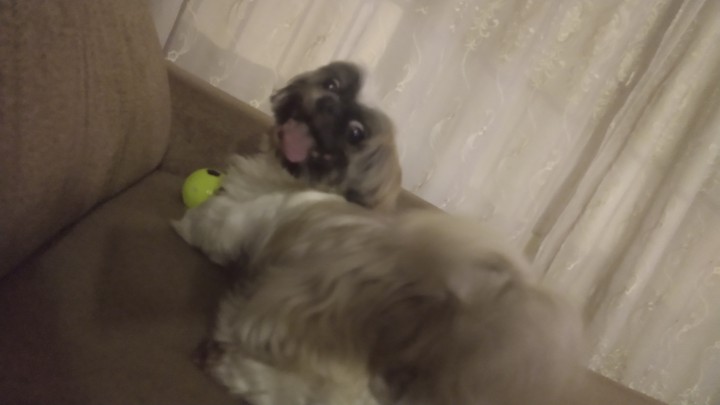 Dog