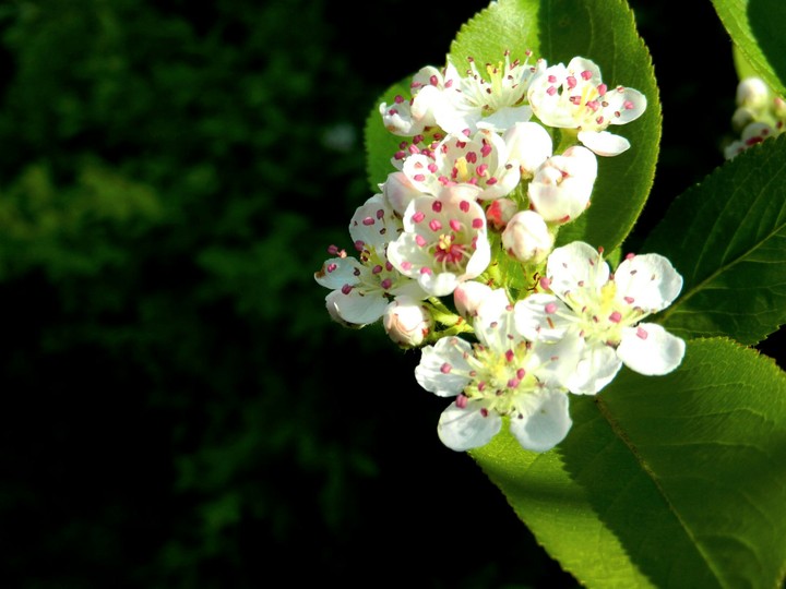 Spring
