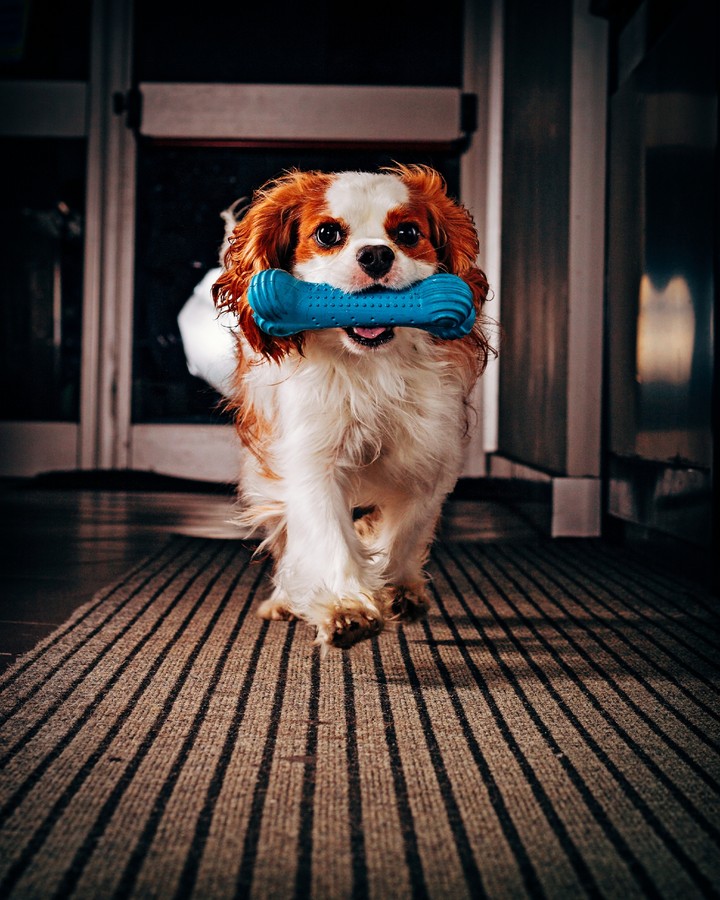 Doggie