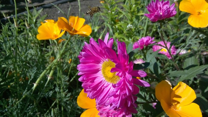 flowers