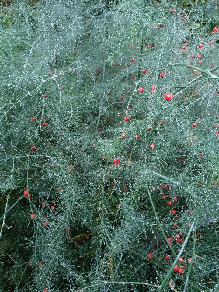 After rain 2