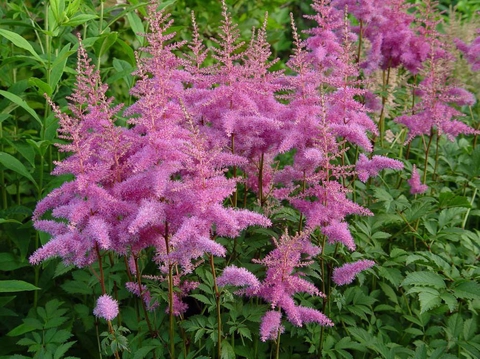 spirea, subshrub wallpapers