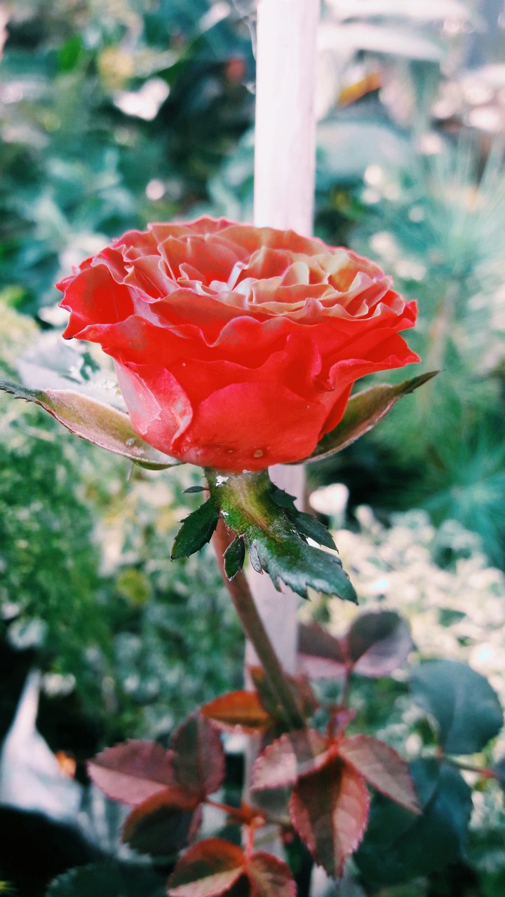 Roses