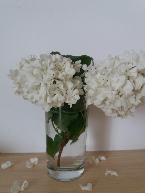 Snowball flower