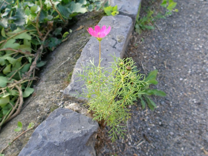 alone